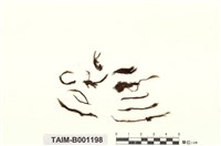 藏品(南亞曲柄苔)的圖片